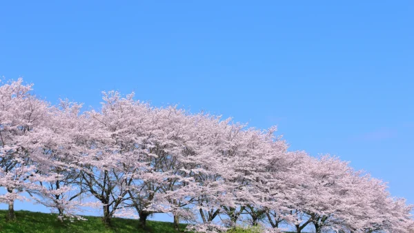 福岡市の公園・緑地おすすめ10選｜2026年版・地域密着の人気施設ランキング