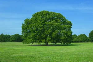 【2026年最新】大田区の道の駅おすすめ10選｜人気順に紹介