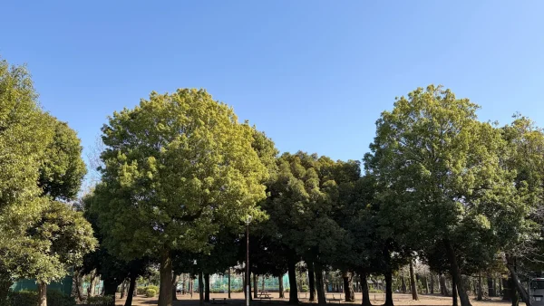 葛飾区の公園・緑地完全ガイド｜おすすめ10選と失敗しない選び方