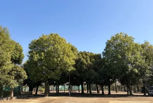 鹿児島市の温泉・日帰り温浴施設完全ガイド｜おすすめ10選と失敗しない選び方